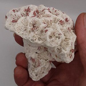 🎉🙌🎉HOST PICK🎉🙌🎉Brain Coral Rose Coral Manicina Areolata Colonial Species